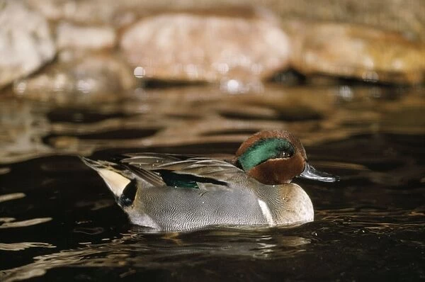 Green-winged Teal Duck - male