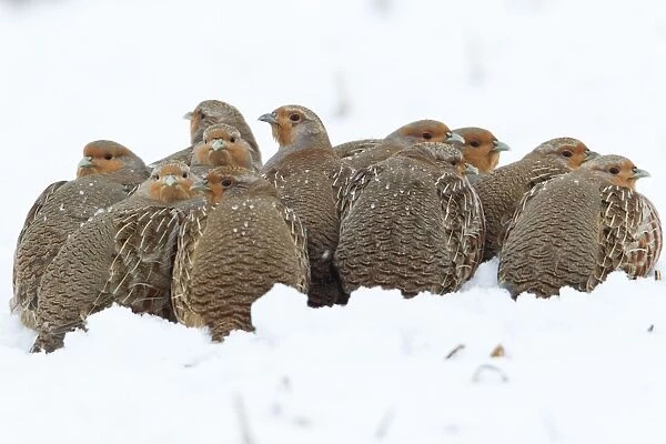 Grey  /  Common Partridge - covey resting on snow covered field - Lower Saxony - Germany