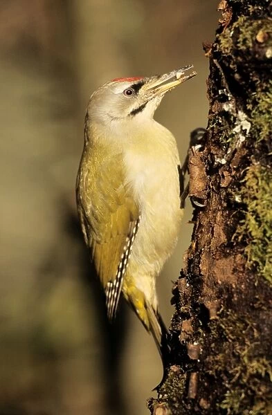 Grey-headed Woodpecker - feeding at tree-trunk