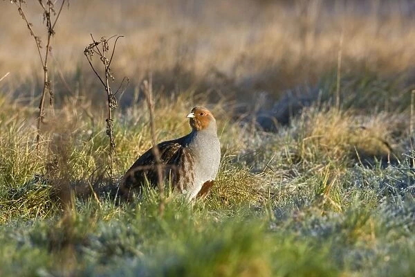 Grey Partridge - male on rough grassland frost, early morning, February. Narborough, Norfolk, U. K