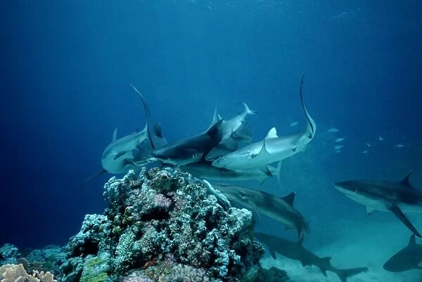 Grey Reef Sharks Shark feeding frenzy caused by all sharks