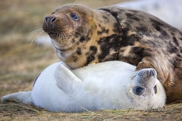 Grey Seals - adult with pup - Donna nook - Lincolnshire - UK