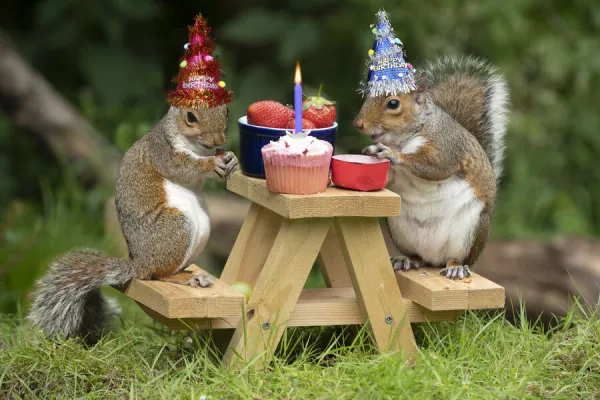 Squirrel bench deals