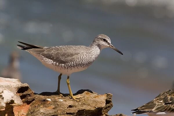 Grey-tailed Tattler in breeding plumage At Roebuck Bay near Broome, Western Australia. Breeds in arctic Russia and Siberia and winters in Southeast Asia and Australia