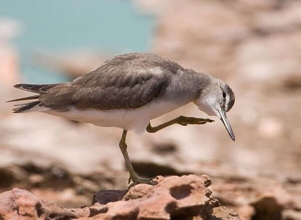 Grey-tailed Tattler head scratching A winter-plumaged bird at Roebuck Bay near Broome, Western Australia. Breeds in arctic Russia and Siberia and winters in Southeast Asia and Australia