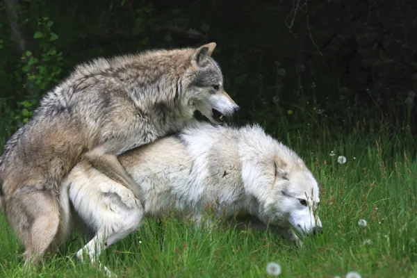 Dog mating deals wolf