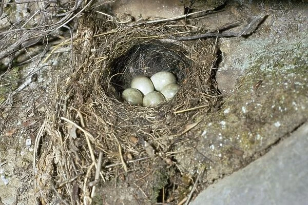 Grey Wagtail - nest with eggs