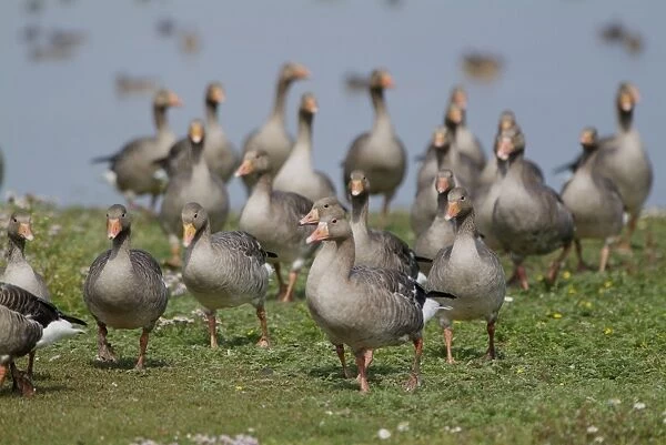 Greylag Geese - Cley Marshes - Norfolk - UK