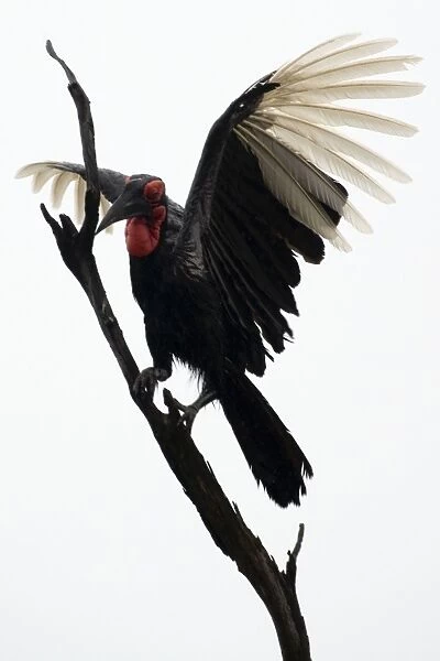 Ground Hornbill - Landing on tree - Moremi - Okavango Delta - Savuti - Botswana - Africa