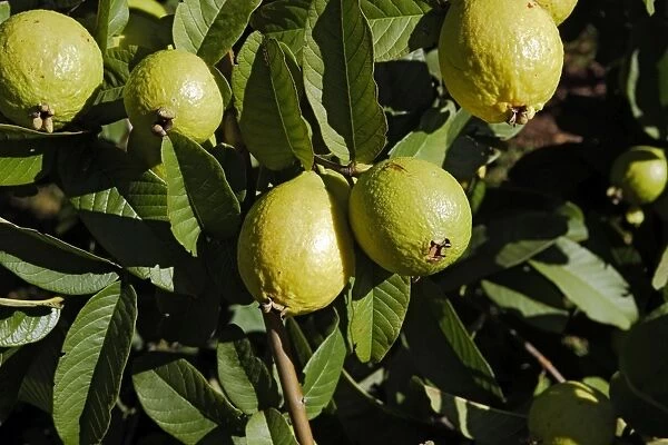 Guava - fruit. Lusaka - Zambia