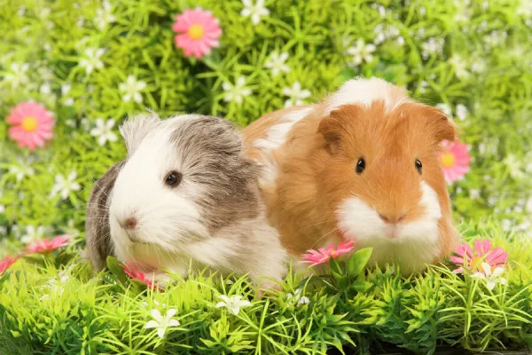 Guinea PIg - two with flowers