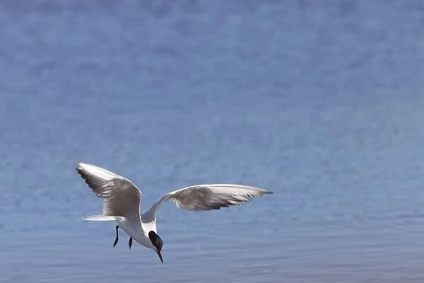 Gull-billed Tern - single adult bird in flight fishing - Coto Donana - Spain