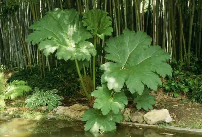 Framed Print : Gunnera manicata Print Framed Print : Gunnera manicata Print