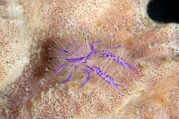 Hairy Squat Lobster - Indonesia