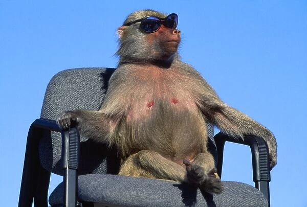 Hamadryas Baboon - on chair with sunglasses California, USA