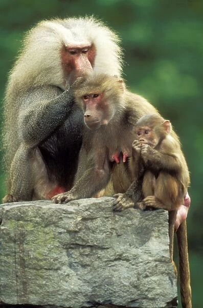 Hamadryas Baboons Family group, male delousing female