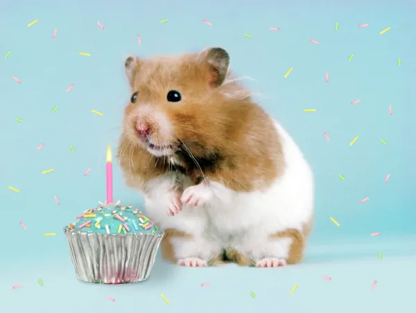 Hamster - with cake and candle Digital Manipulation: added left eye - replaced left foot - removed nuts from foreground - leant Hamster to the left - added cake & candle - added coloured sprinkles