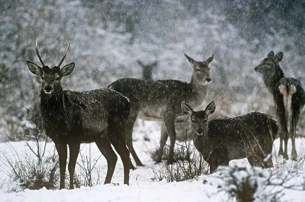 Hangul  /  Kashmir Deer Dachigam National Park, Jammu & Kashmir