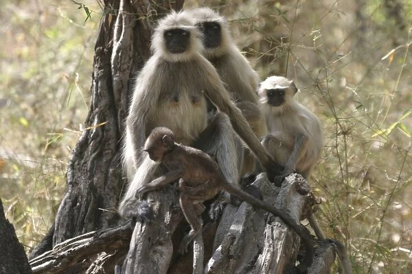 Hanuman  /  Grey  /  Common Langur monkeys - family in tree. Bandhavgarh NP, India