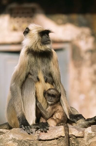 Hanuman Langur Monkey Mother & baby, Rajasthan, India
