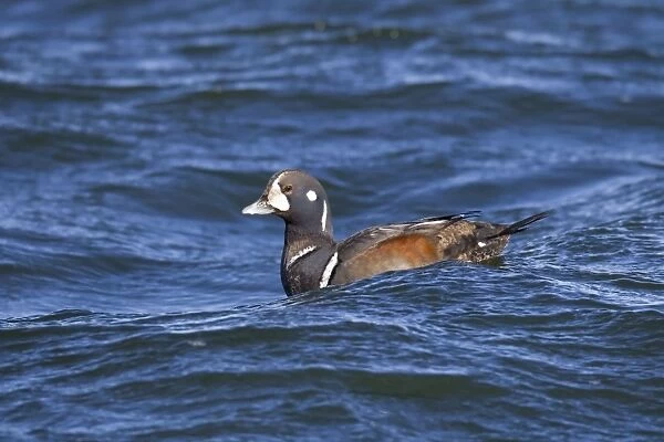 Harlequin Duck - sub-adult male in winter. Barnegat Light in New Jersey - USA
