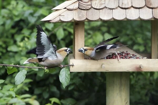 Hawfinch, 2 birds squabbling at food station, Lower Saxony, Germany