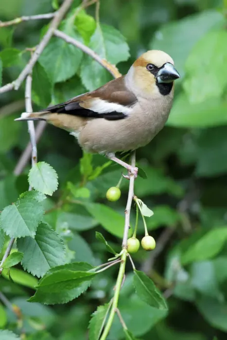 Framed Print : Hawfinch perched in a cherry tree, Lower Saxony, Germany - Print