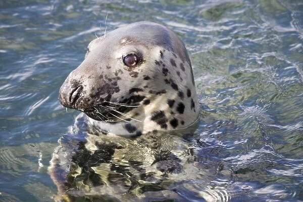 Head of Atlantic Grey seal - off Isle of Mull Scotland UK