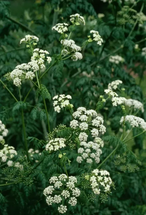 Framed Print : Hemlock Print: Conium maculatum Framed Print : Hemlock Print: Conium maculatum
