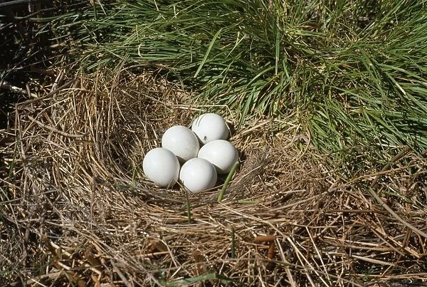 Hen Harrier - eggs in nest