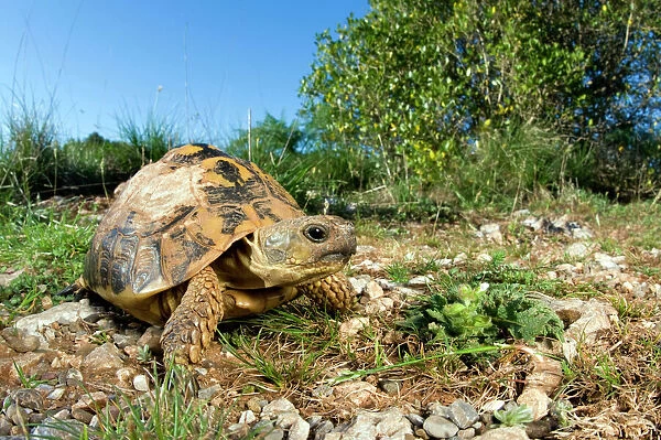 Hermann's Tortoise - in habitat - Tuscany - Italy