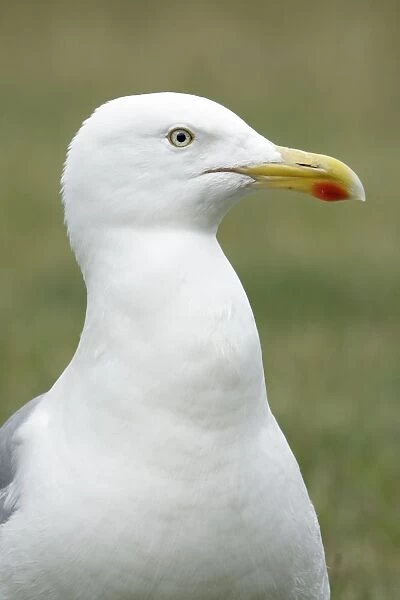 Herring Gull - showing red spot on bill, Island of Texel, Holland