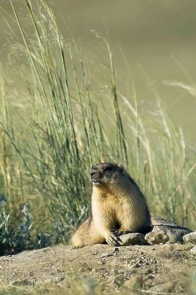 Himalayan Marmot - fat adult - ready for hibernation - basking in the sun - lies on warm stones dug out during borrow enlargement and usually left around the borrow - surrounded by typical steppe grasses - common in steppes of Orenburg region