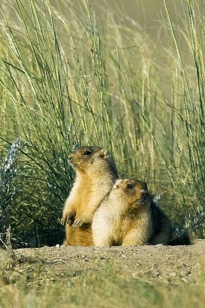Himalayan Marmot - a pair of fat adults near a burrow - cuddle together in the cold of an early morning - catching the first sun - observe surroundings for danger - surrounded by typical steppe grasses - common in steppes of Orenburg region - South