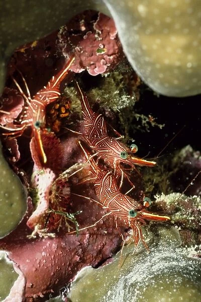 Hinge-beak shrimp (Rhynchocinetes sp). Ribbon Reef Number 10, Great Barrier Reef Marine Park, Queensland, Australia