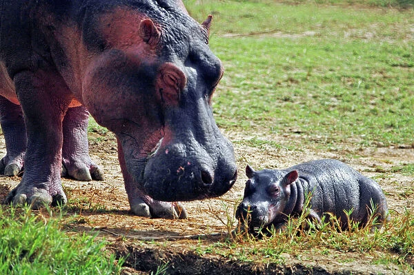 Hippopotamus - Mother with baby - East Africa