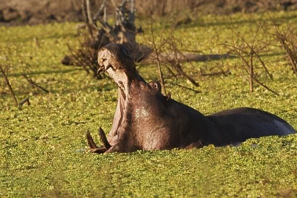 Hippopotamus yawning in the afternoon South Luangwa Valley N. P. Zambia, Africa