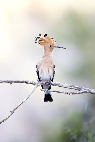 Hoopoe. ROY-437. Eurasian Hoopoe - Perched with crest showing