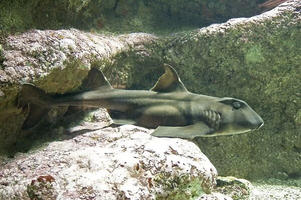 Horn shark Heterodontus francisci Oceanopolis Brest Brittany France