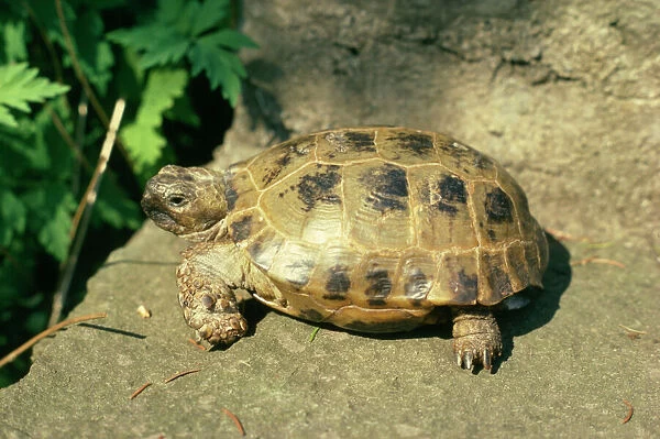 Horsefield's Tortoise