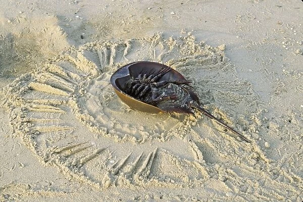 Horseshoe Crab - on back, often found on beach after tide recedes. Reeds Beach, New Jersey, USA