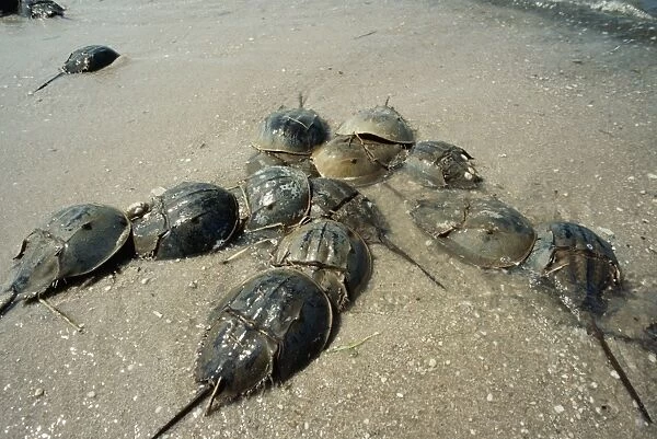 Horseshoe Crab - Spawning beach