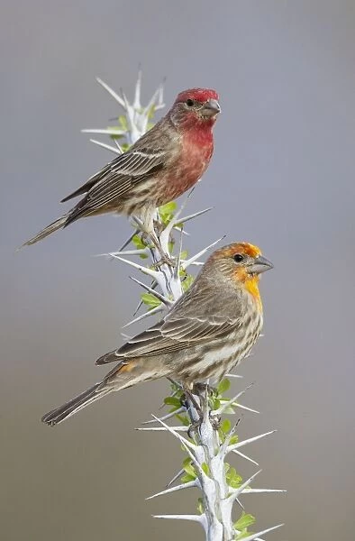 House Finch - Yellowish male below and normal male above - Southeast Arizona - March - USA
