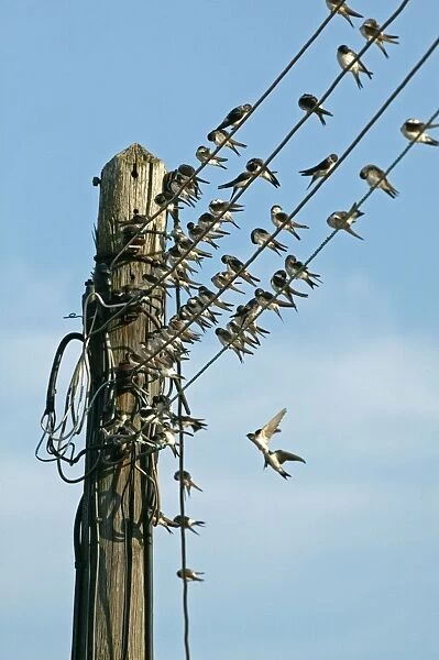 House Martin - Collecting on electricity wires before migration - September - Breckland - Norfolk - UK