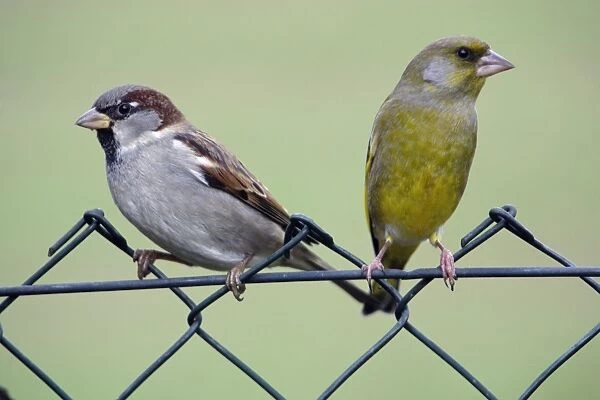 House Sparrow - and Greenfinch, males on garden fence Lower Saxony, Germany