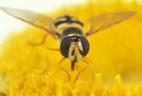 Hoverfly Large compound eyes, UK. Fam: Syrphidae