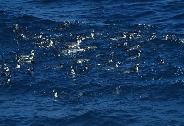 Humboldt Penguin - Group swimming - Pajaros Island - Chile - Peru to Chile JPF42573