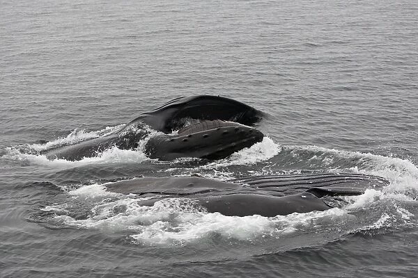 Humpback Whale - Surface feeding - Mouth open with lateral lunge - Expandable throat grooves - inside Passage - Alaska