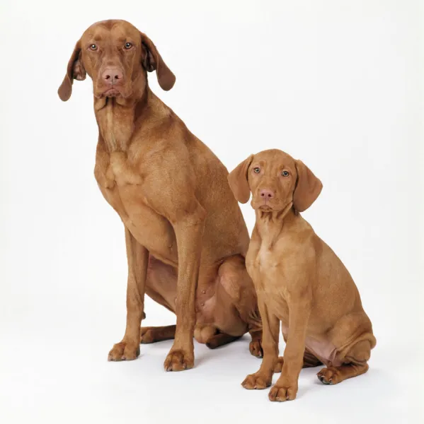 Hungarian Vizsla Dog