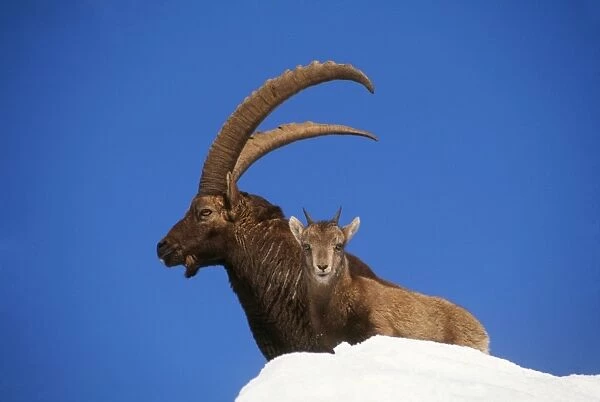 IBEX - adult and young standing in snow